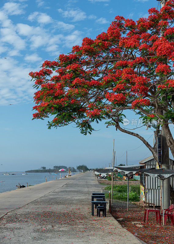 红凤凰树(Poinciana tree)在天江省Tan Thanh海滩上绽放